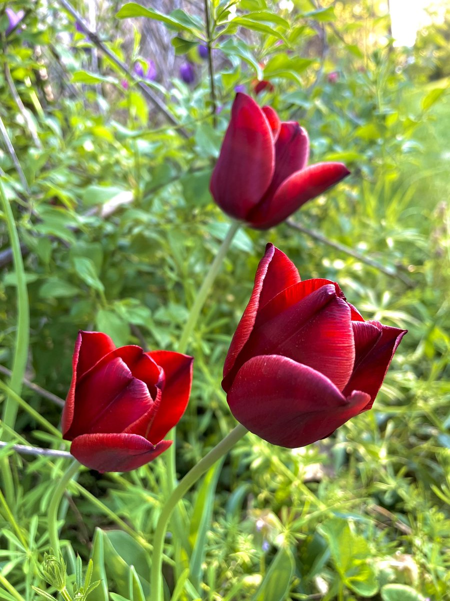 animatedhello's tweet photo. Playing with portrait mode.
#flowers #tulips #bokeh #purple #pink #animatedhello https://t.co/t1I3jtPLoY