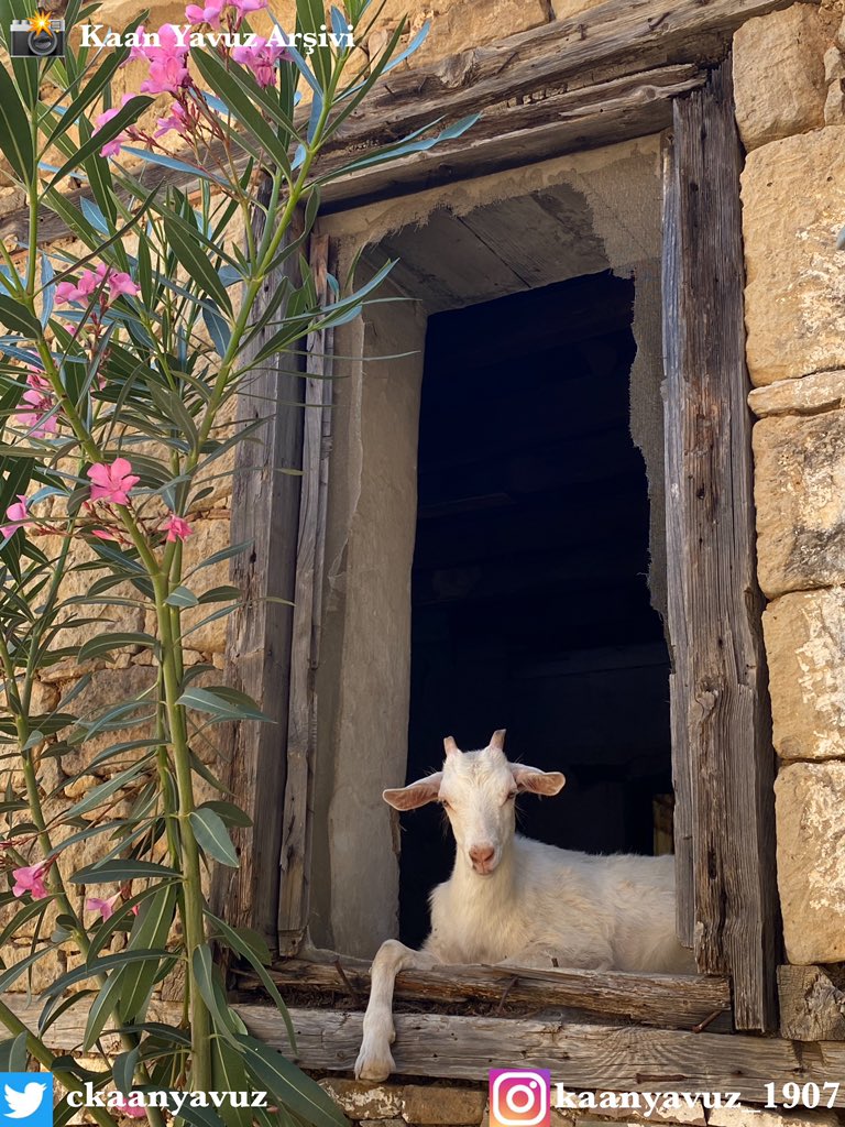 CKaanYAVUZ's tweet photo. Hayatım boyunca çektiğim 📸#fotoğraf lar içinde, bugün itbariyle ilk sıraya🥇yazabileceğim bir çalışma oldu😃

#KaanYavuzArşivi #Adatepeköyü #keçi #goat https://t.co/uJNQH1uwtU