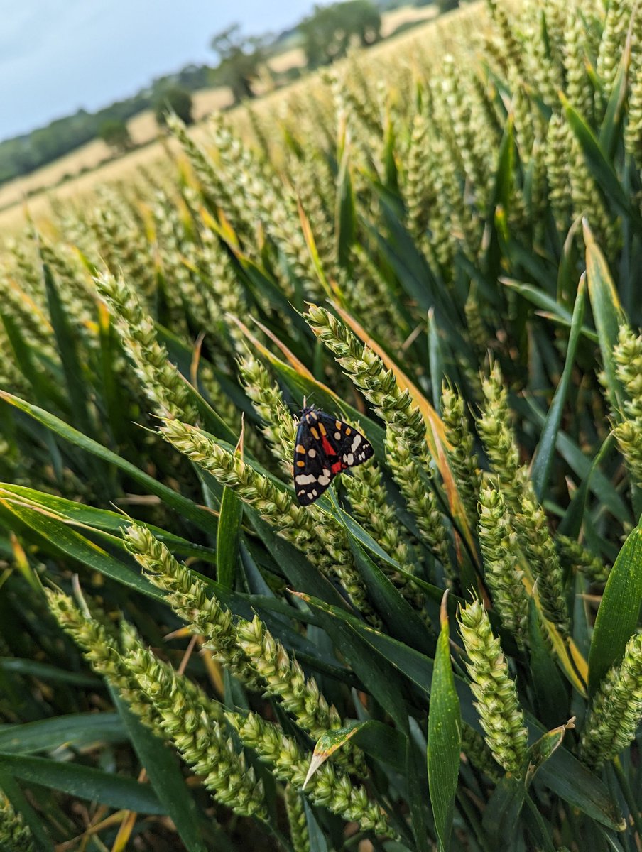 JoPearce's tweet photo. A smear of red in the wheat. Just caught it as it flew away. Scarlett Tiger Moth I think #ukmoth https://t.co/T3k2qgJCMm