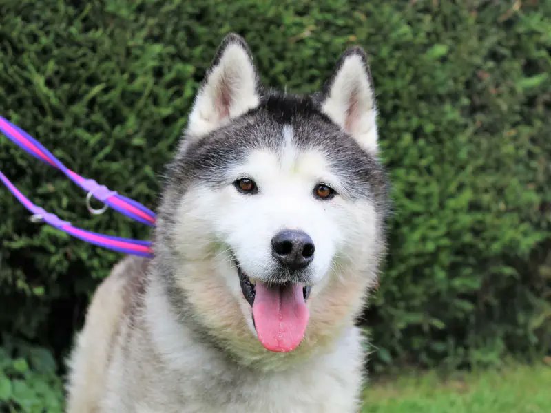 Please retweet to help Hachi find a home #WESTMIDLANDS #UK 

Stunning Husky aged 8+. He's looking for a quiet adult home that can go on with training. He needs to be the only pet. Please contact the shelter for full info.  

DETAILS or APPLY👇 dogstrust.org.uk/rehoming/dogs/…
#Husky #dogs