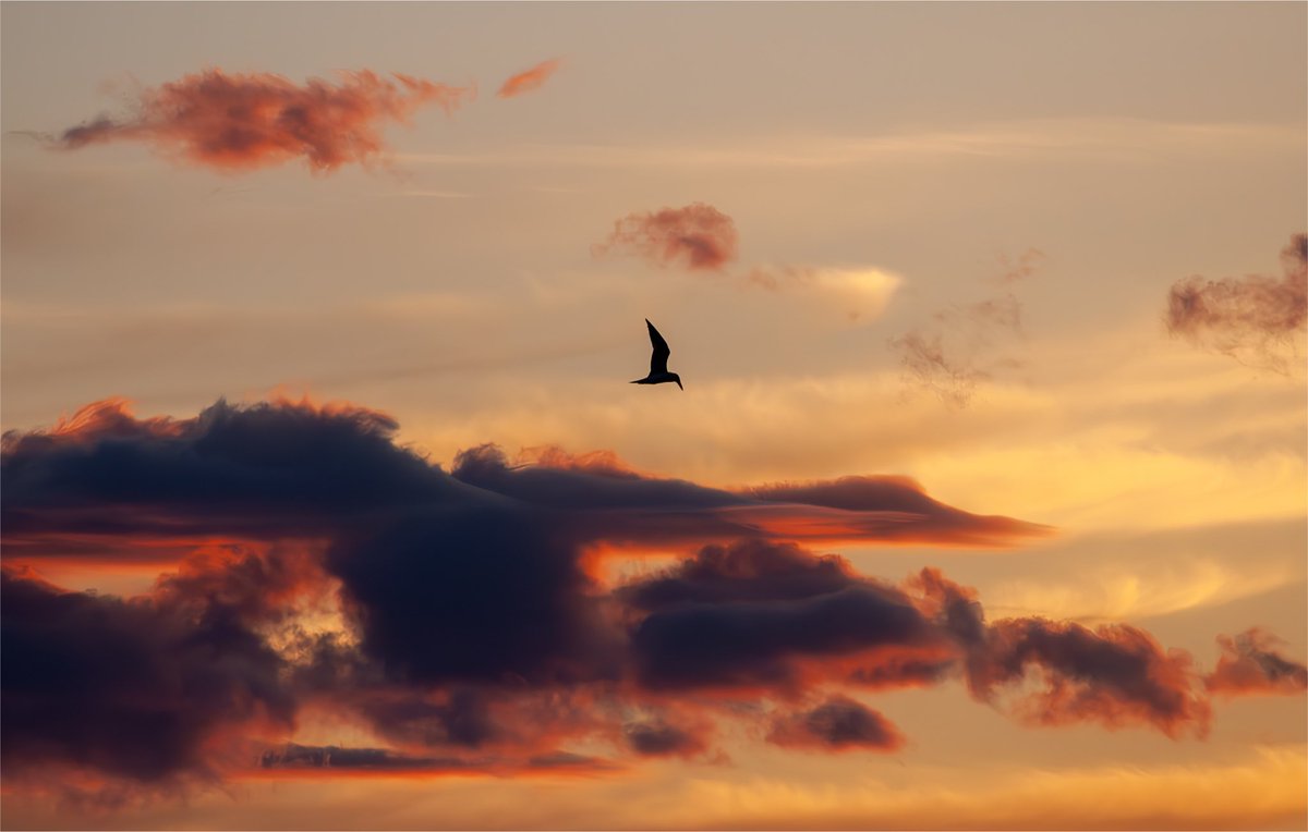 Sunset and tern over Lake Champlain, Ferrisburgh Vermont