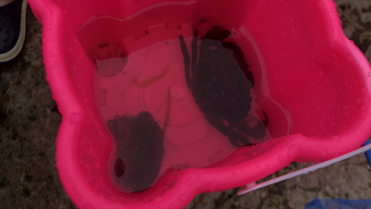 Verity Ward tweet media