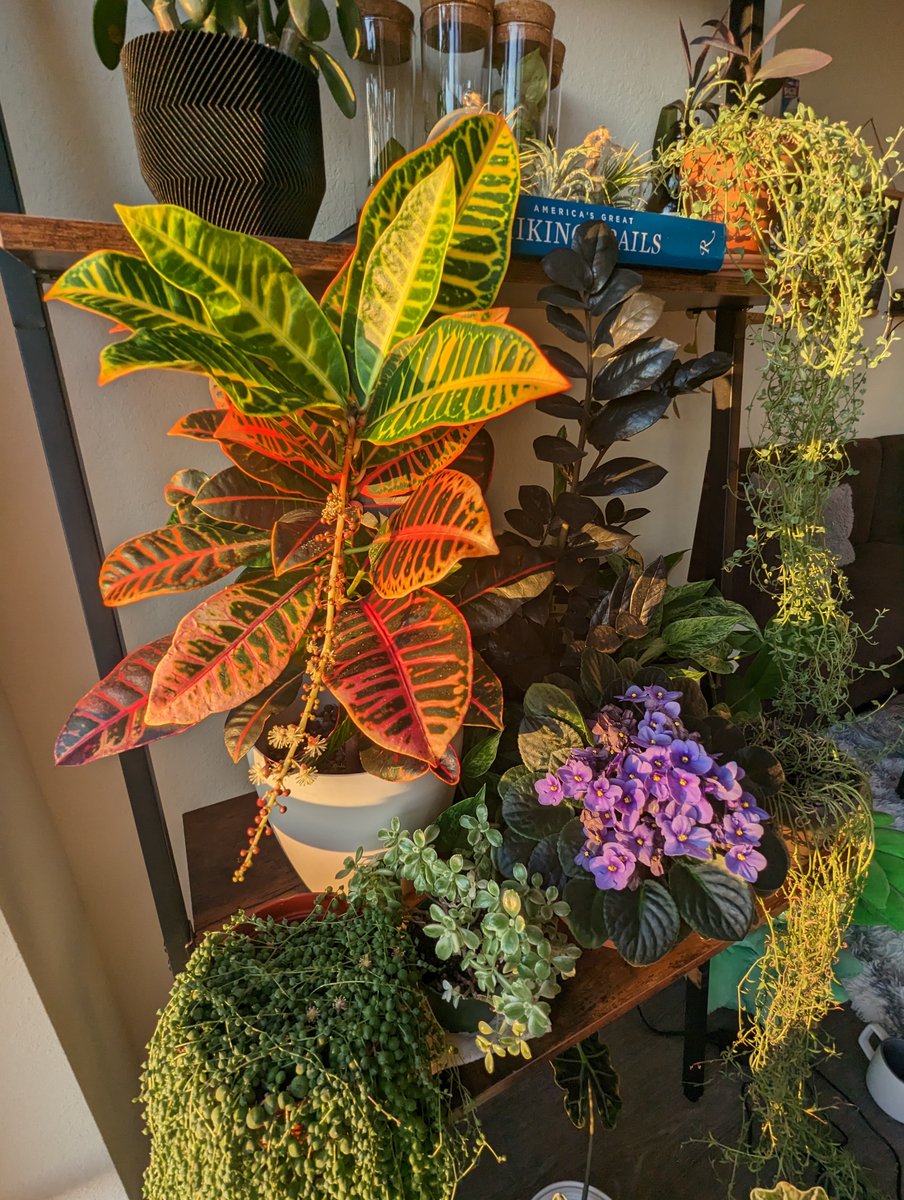 Houseplant Hobbyist tweet media