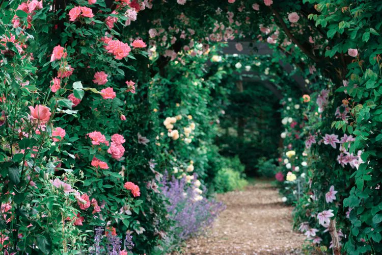 jamest55's tweet photo. From bean forts to fruit tunnels, your kids will love these #DIY garden features. #howto  https://t.co/ZABbEyMIQ4 https://t.co/7byAHogrNL