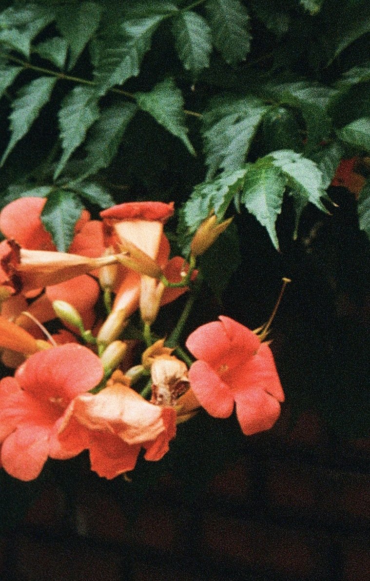 haroosajin's tweet photo. 녹음이 짙어질 때의 능소화. 멀리서 보이는 반가운 붉은 빛! 
🎞️ Kodak Ultramax 400 https://t.co/Z7PBmtFkrg
