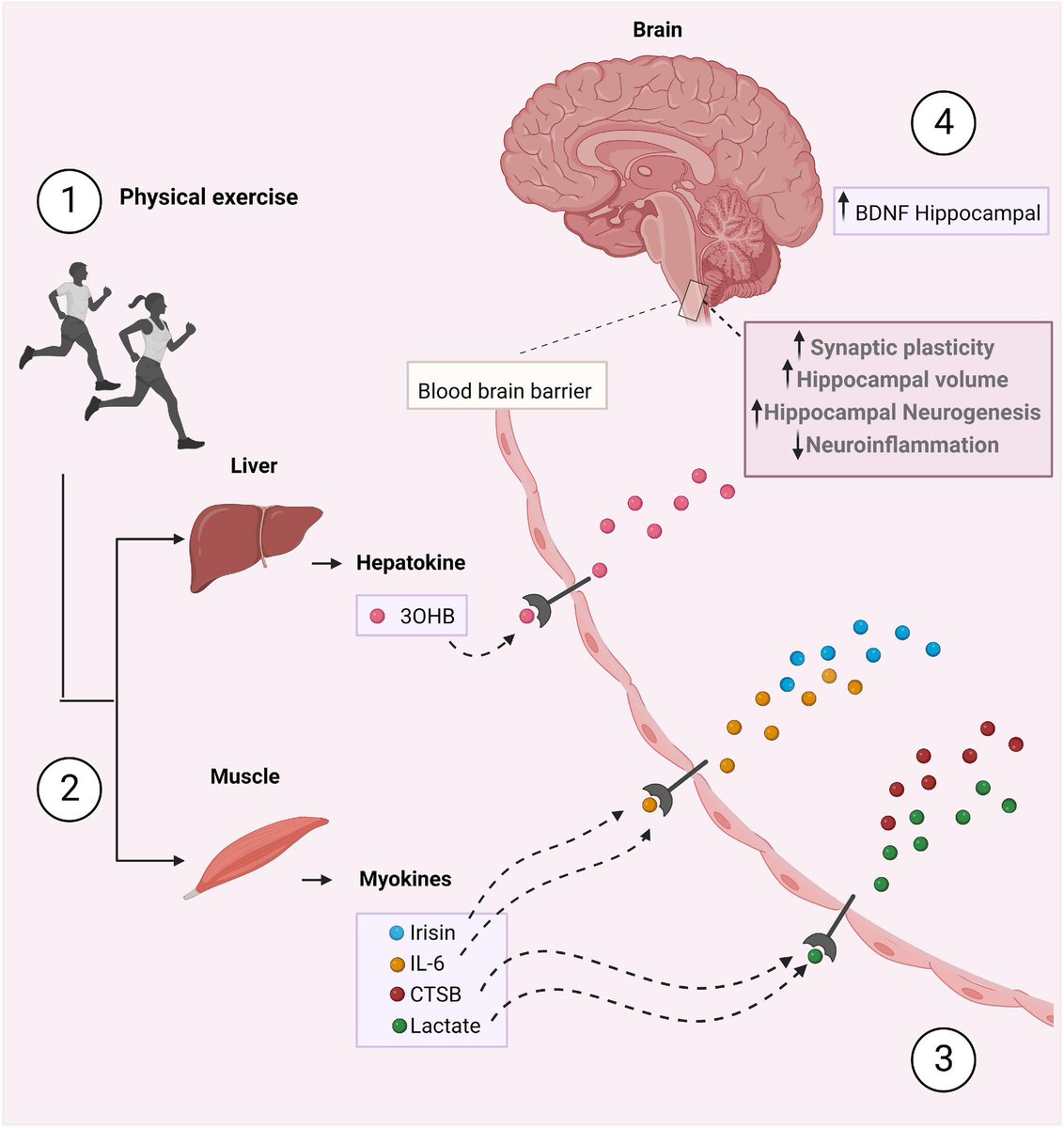 ChristophBurch's tweet photo. Crosstalk between the periphery and the brain stimulated by physical exercise:
https://t.co/9b82ROAIzM https://t.co/Qy9DjUYYgg