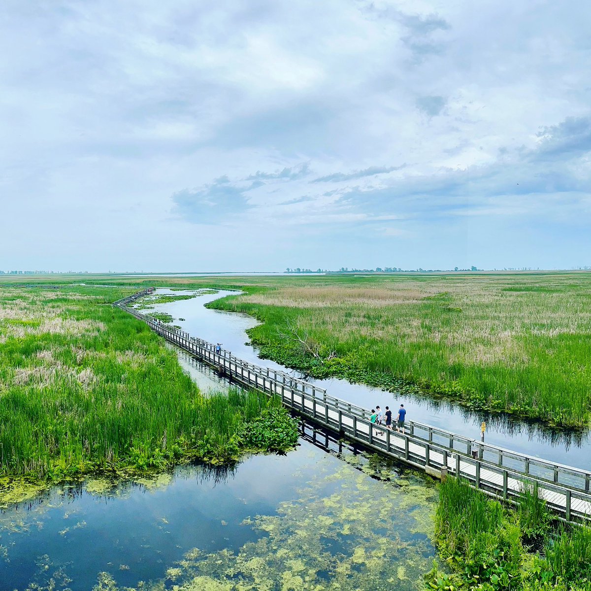 asterwiz's tweet photo. Over the Boardwalk #boardwalk #marsh #swamp #nature #trail #pointpeleenationalpark #landscapephotography #panorama #shotoniphone #iphone14promax #summer #afternoon #pointpelee #ontario #canada https://t.co/ihYAcavm2D