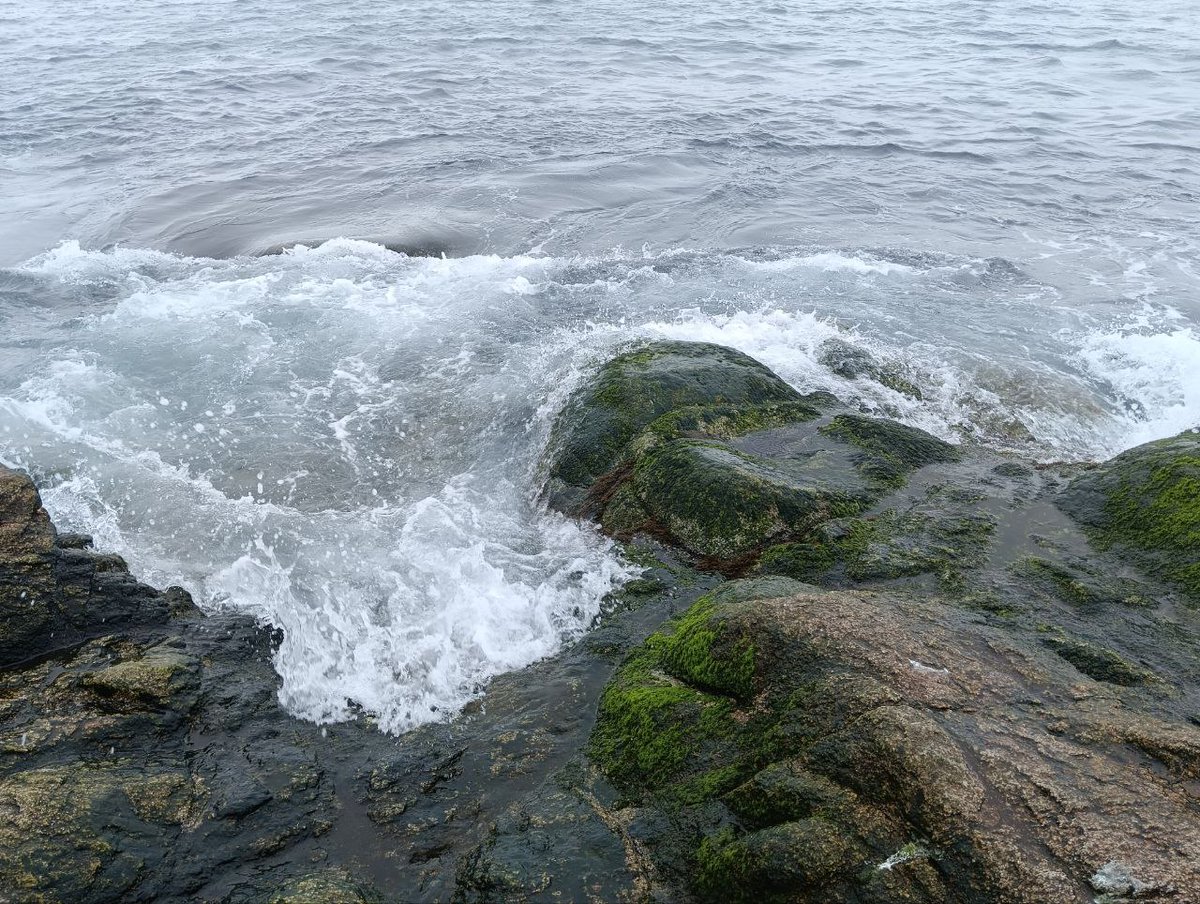 cold__seal's tweet image. Сахалин