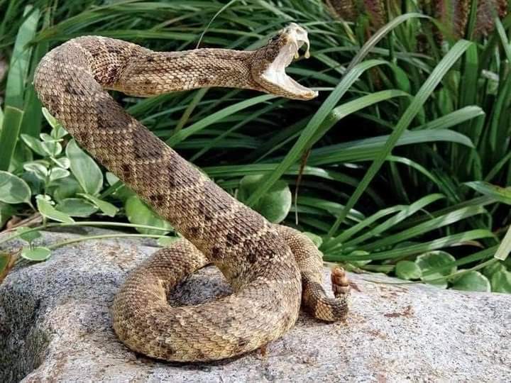 A rattlesnake bit one of my sheep in the face about a week ago. Deadliest snake that lives around here. The sheep’s face swelled up and hurt her terribly.

But the old rattlesnake didn't know the kind of blood that flows through the sheep. Anti-venom is most often made from