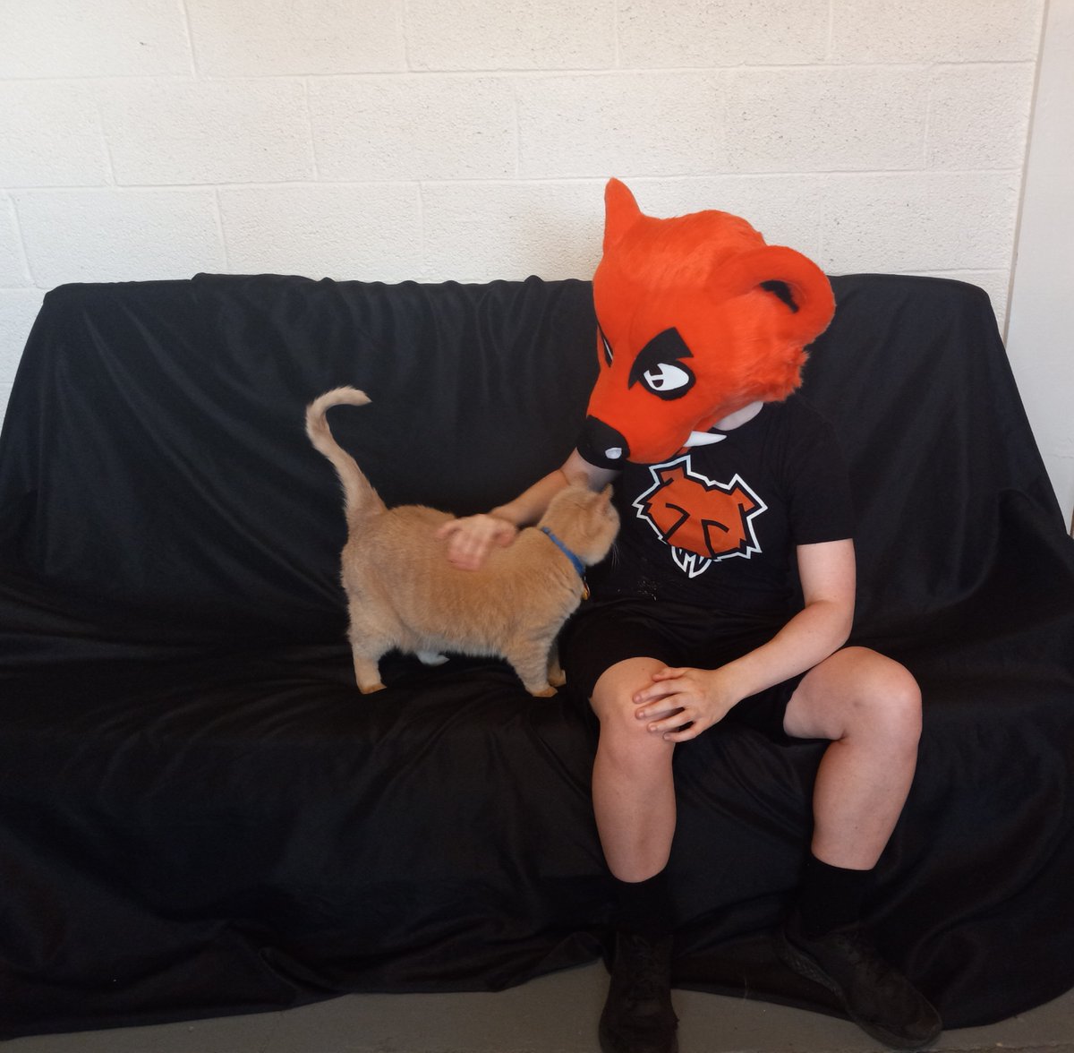 zeepalmerr's tweet photo. #GetReel with @ReelBearMedia -- Ft. Palmer the Cat https://t.co/ccMJCMWSBw
