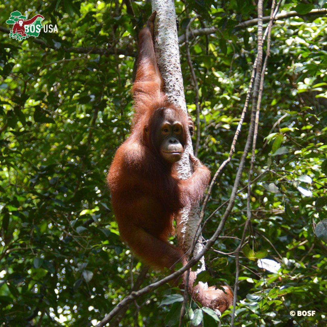 From a traumatised orphan to an independent, happy individual, Valentino's a shining star of #OrangutanJungleSchool, who, having graduated, is now living on a forested #pre-release #island. 🎓🦧🌳   
#SaturdaySuperstar #NotAPet #Conservation #Rainforest #Orangutan