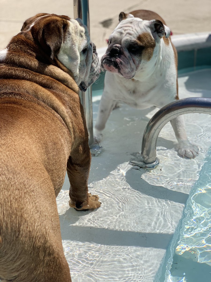 AKCHercules's tweet photo. @PragueArtist @Lil_Fen @RusselltheBully @Catsemail She met him once at #BullyBash2020. She was not too impressed 🤣. She probably liked @Lil_Fen more. @ChupacabraLizzi and Hercules got along better and played the last day. https://t.co/LCEjKLW1SK