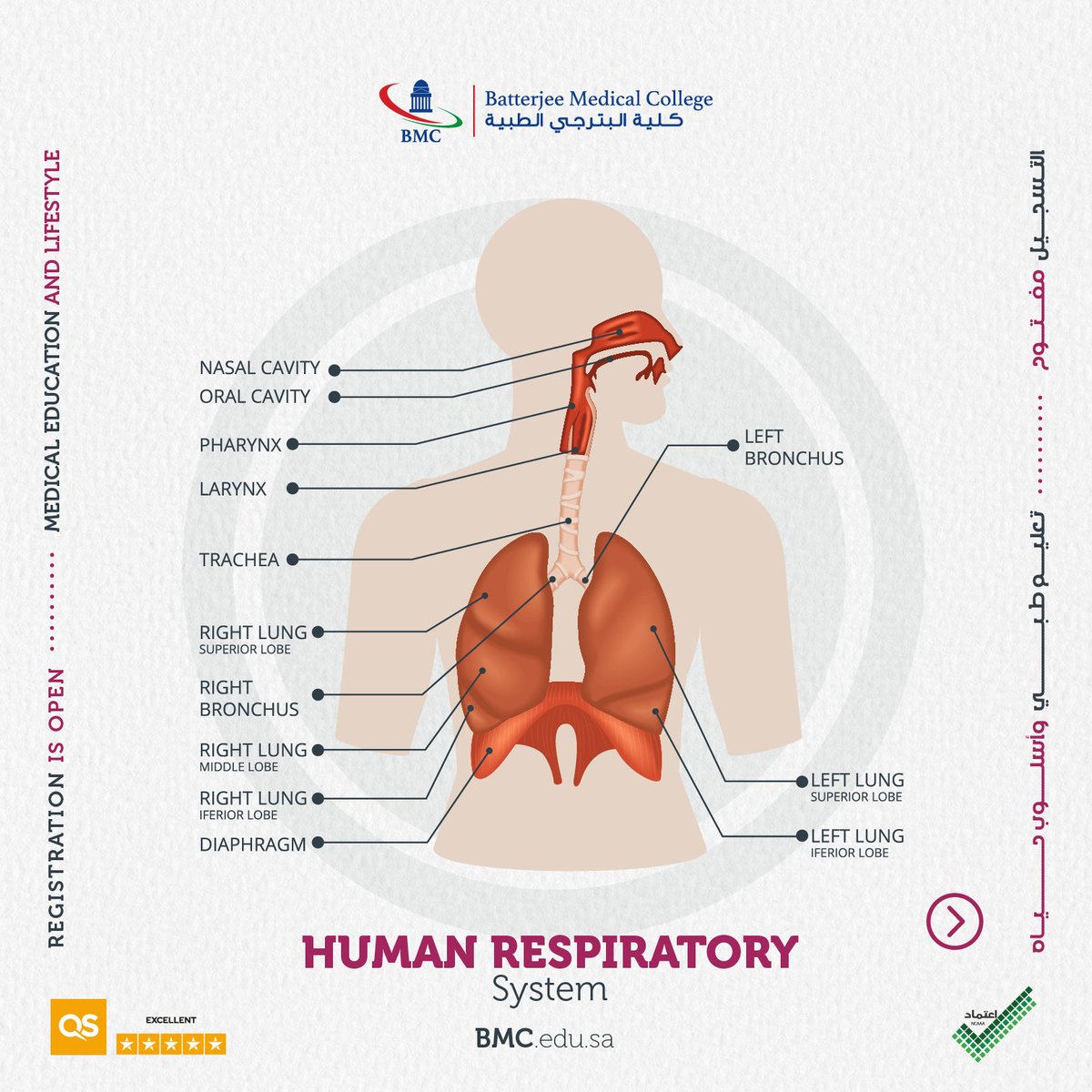 Bmcjed's tweet photo. Human Respiratory 
.
.
#bmc_college #bmc_RT https://t.co/X4RHs7gZtP