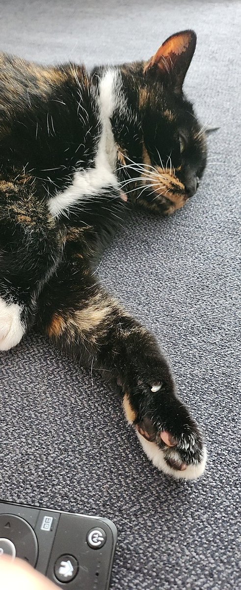 BikerKim466's tweet photo. @Battersea_ RSPCA rescue Chilli having an afternoon nap. https://t.co/A93gX5NohI