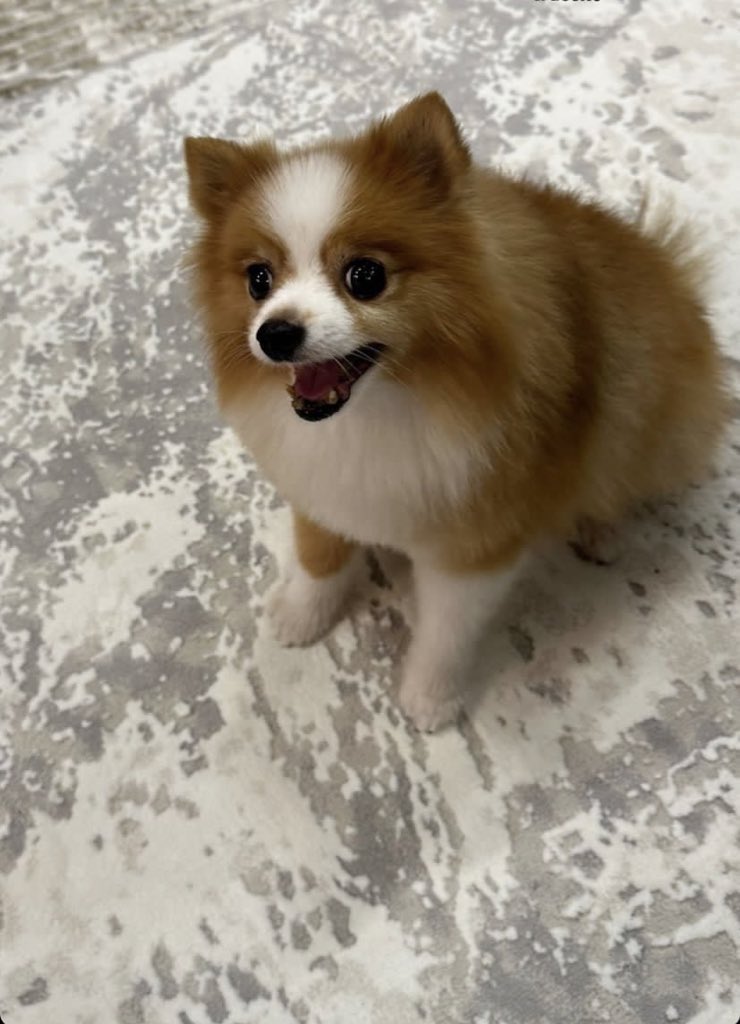 azaripovaa's tweet photo. прощай, моя маленькая душа🥺 https://t.co/E7TiaLclgH