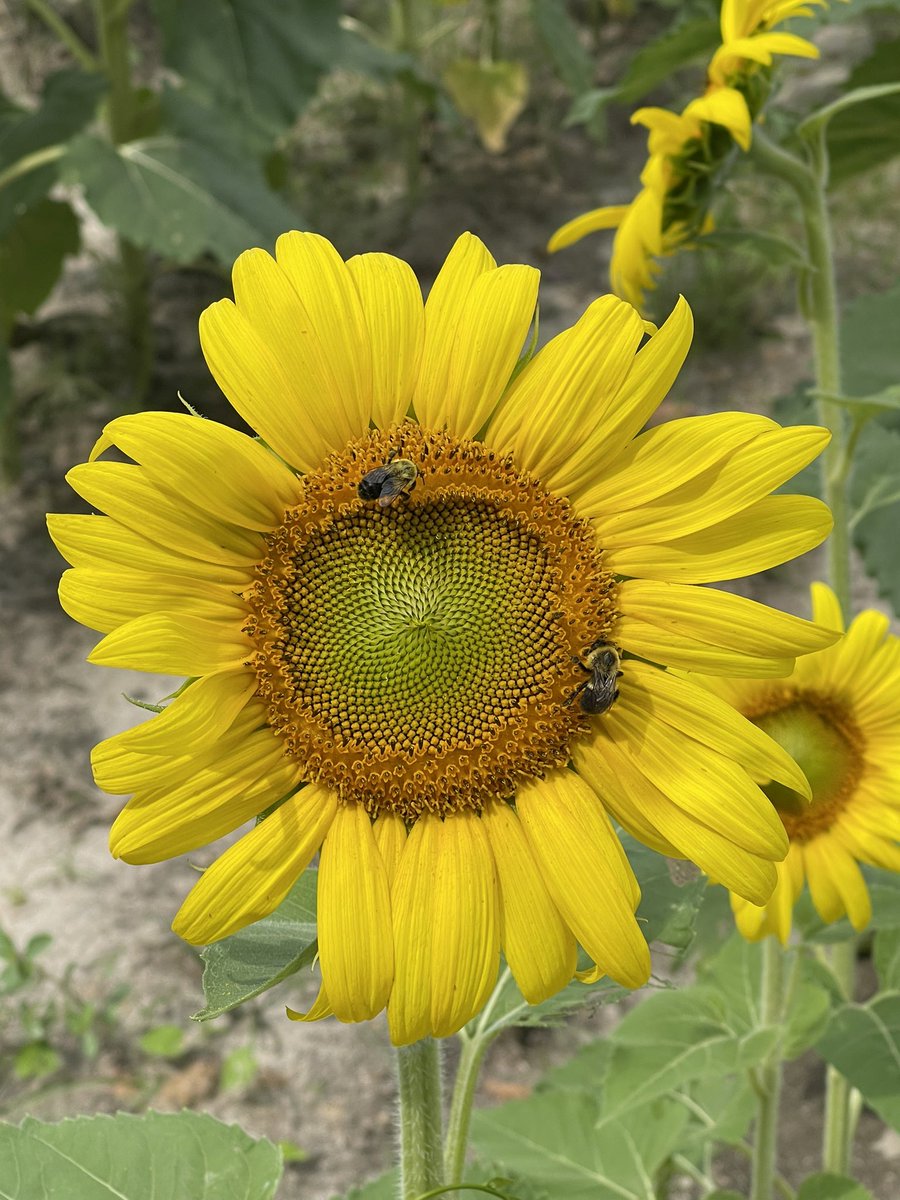 HaganArt1's tweet image. Found a sunflower 🌻 field &amp;amp; had to get some photos. #sunflower #referencephoto #pretty #futurepainting