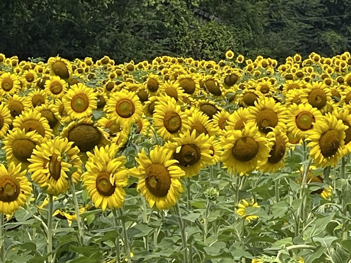 HaganArt1's tweet image. Found a sunflower 🌻 field &amp;amp; had to get some photos. #sunflower #referencephoto #pretty #futurepainting