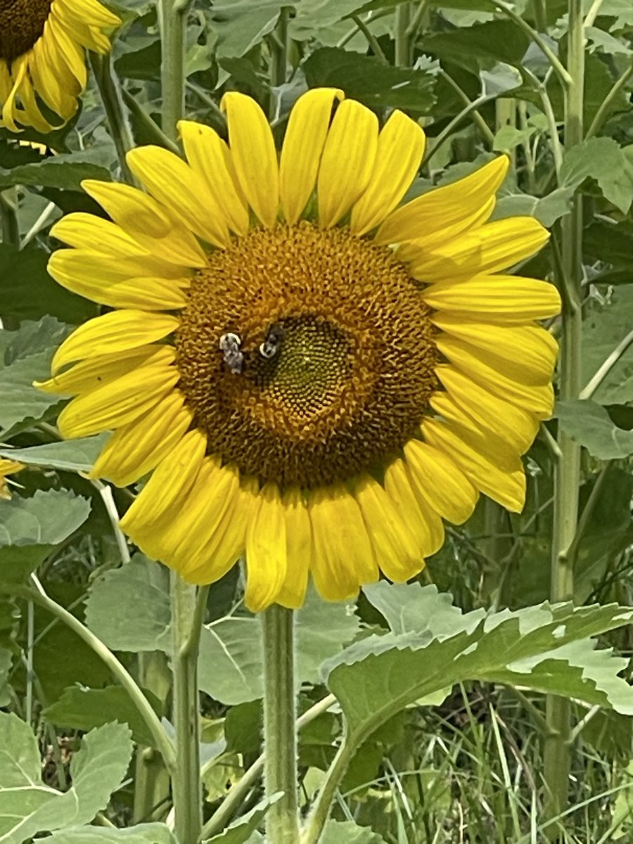 HaganArt1's tweet image. Found a sunflower 🌻 field &amp;amp; had to get some photos. #sunflower #referencephoto #pretty #futurepainting