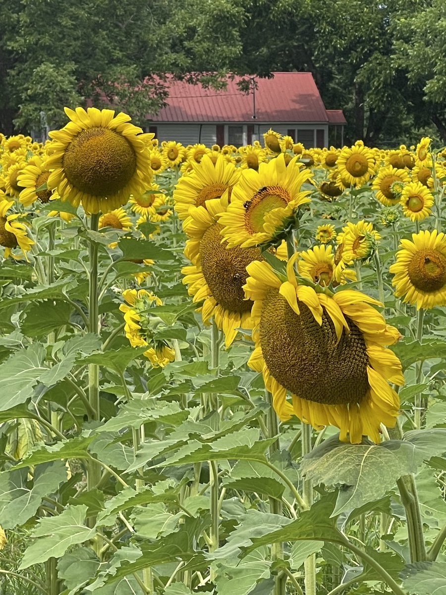 HaganArt1's tweet image. Found a sunflower 🌻 field &amp;amp; had to get some photos. #sunflower #referencephoto #pretty #futurepainting