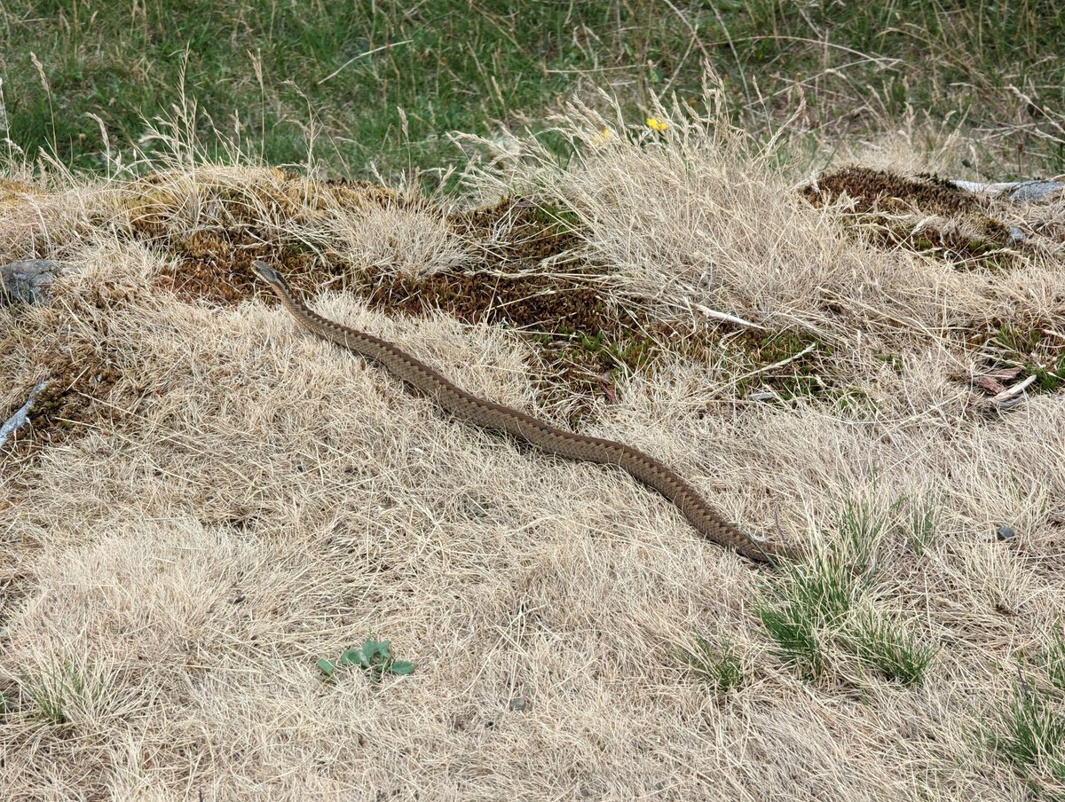 peakcycling's tweet photo. Stopped in my tracks on my walk today! Latterbarrow summit in the Lake District. I think it is a #adder #snake ? https://t.co/3fp2NEjkyy