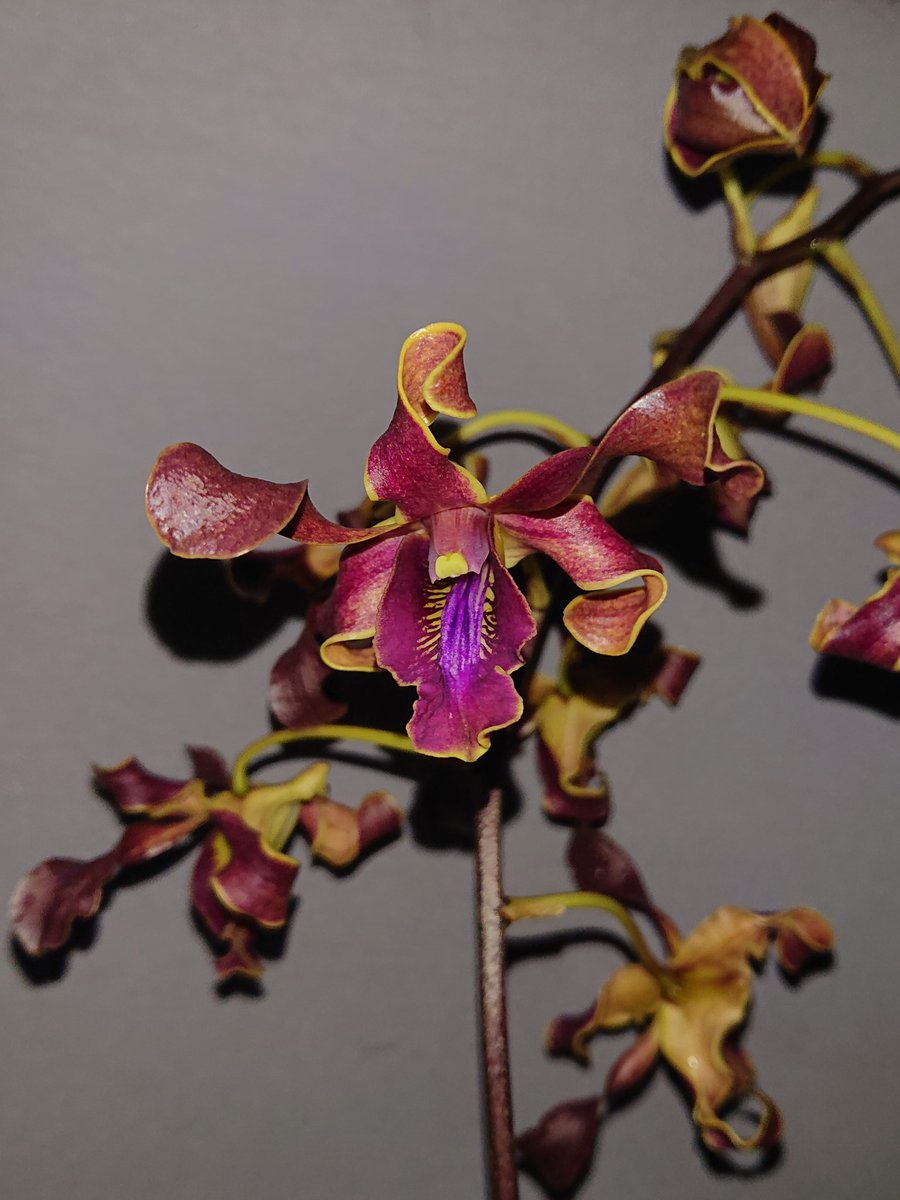 Pak_Dhe_Orchid's tweet photo. Mengenang Alm. Bpk. Wirakusuma Silamurti melalui karyanya

Den. Blue Diamond x Joan Ingrid

#anggrek #anggrekindonesia #anggrekhybrid #anggrekdendrobium #orchids #orchidflower #orchidsofindonesia #indonesianorchid https://t.co/5hQEf4ck36