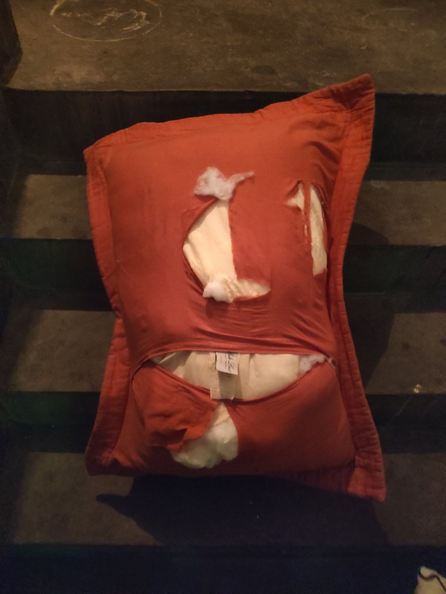 拆枕头的汪 tweet media