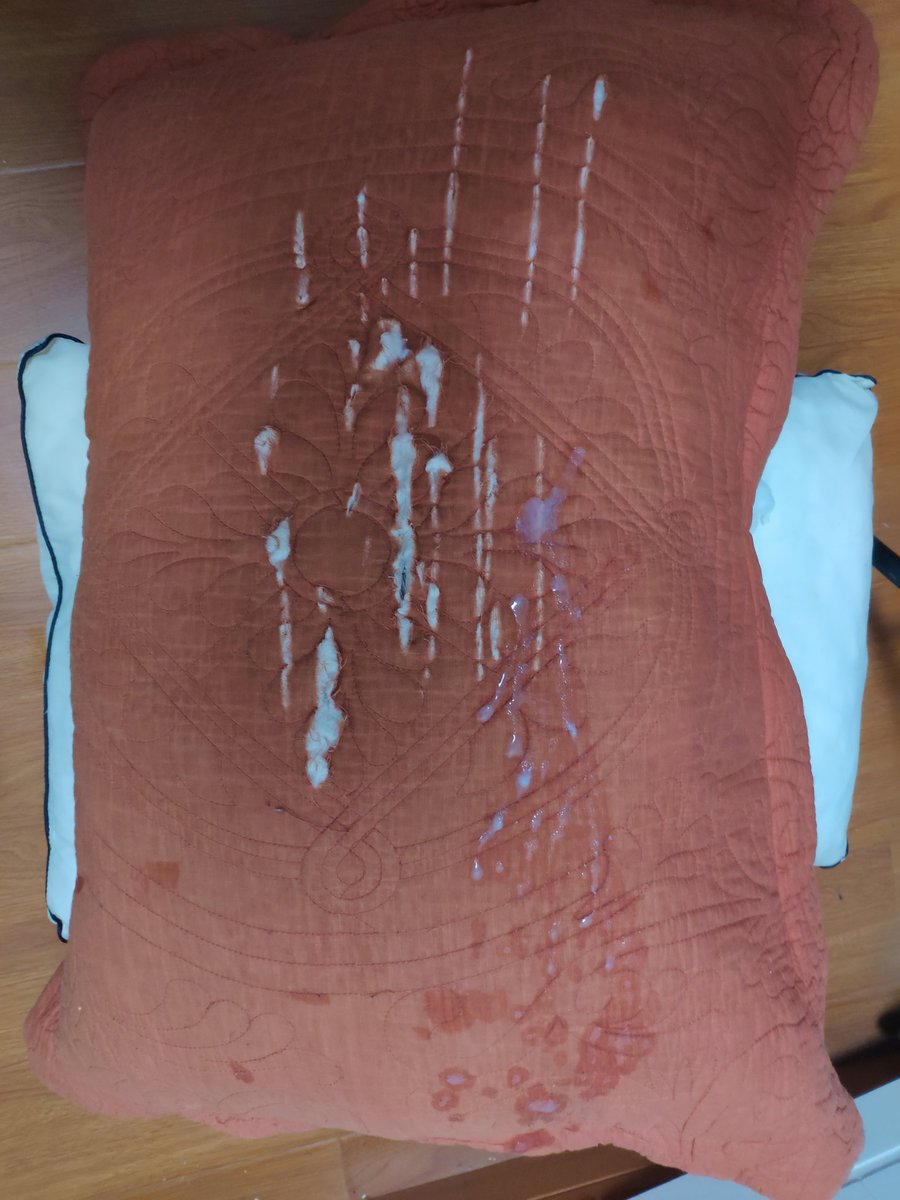 拆枕头的汪 tweet media