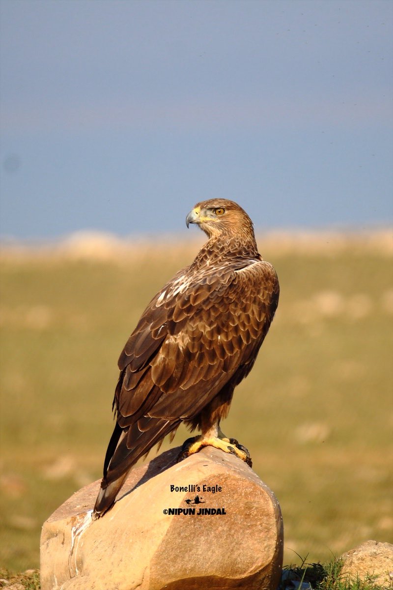 Nipun Jindal tweet media