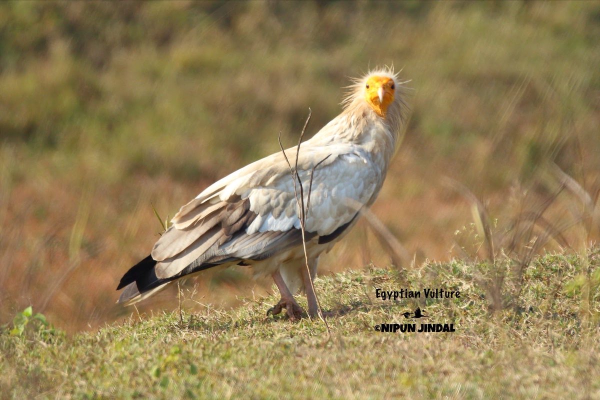 Nipun Jindal tweet media