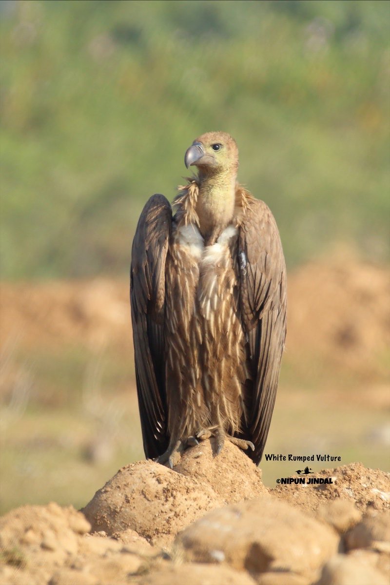 Nipun Jindal tweet media