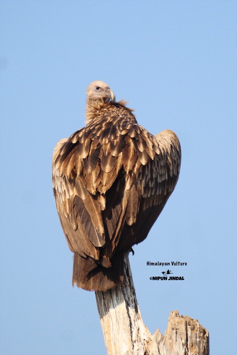 Nipun Jindal tweet media