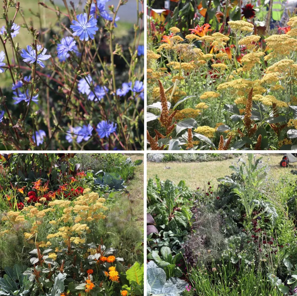 Flowers from our ‘Feast for the Senses’ Garden at RHS Hampton Court. Plants heading to Kentish Town City Farm after the show #gardens #gardening #gardendesign #edibleplants