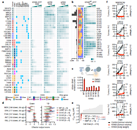 Pan-KRAS probe compounds BI-2865 and BI-2493 active against a broad range of oncogenic #KRAS variants that selectively inactivate downstream signaling and tumor growth, while sparing NRAS and HRAS. Now in print <a href="/nature/">nature</a> #openaccess #precisiononcology
nature.com/articles/s4158…