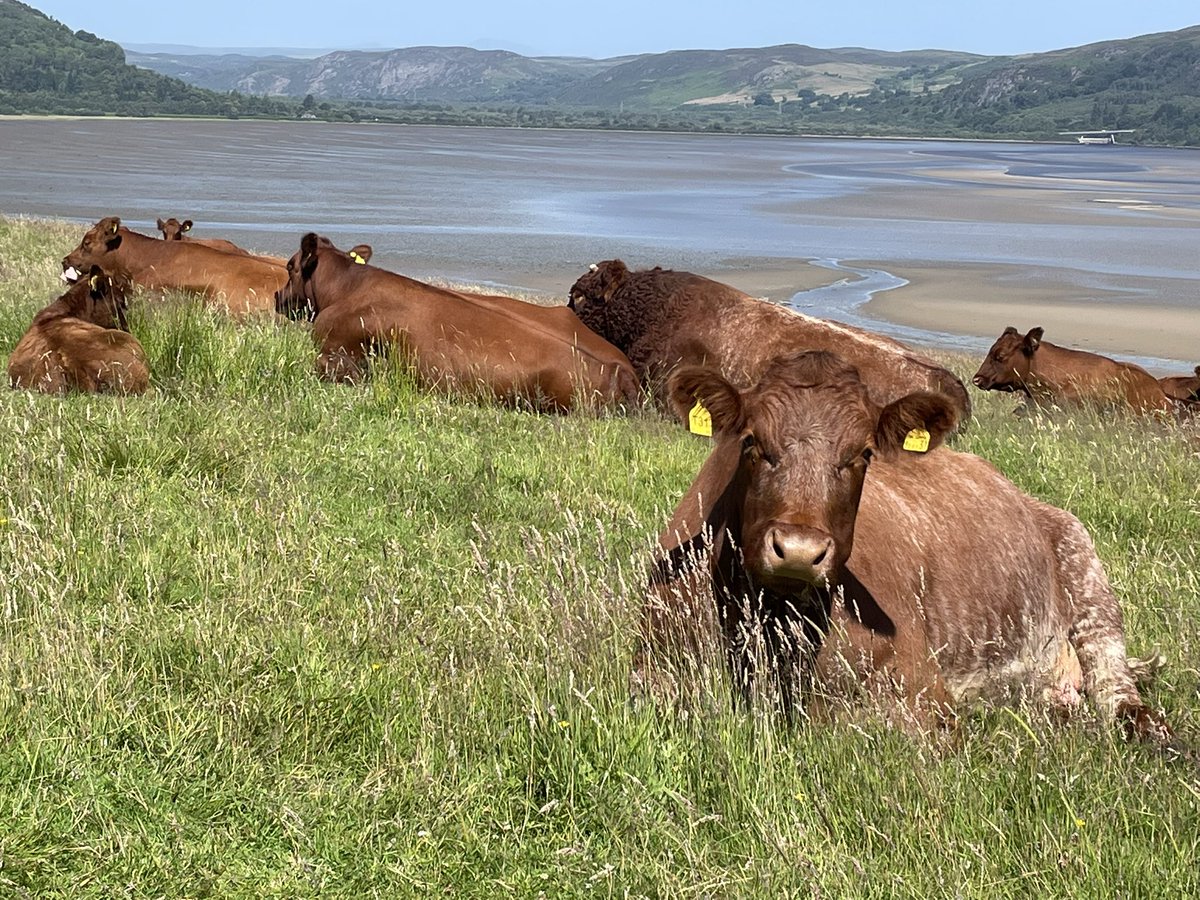 FearnFarm's tweet photo. Sutherland Luings #lochfleet #nativebeef https://t.co/kIjFW8jzC3