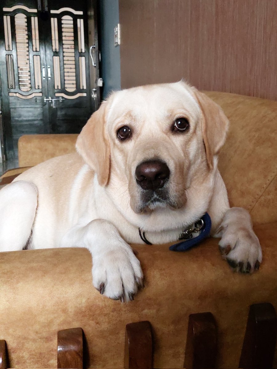 nathvani_ravi's tweet photo. "DOG is GOD spelled backward" – Duane Chapman

Feeling fortunate to raise this cutie for 2 years.#Beera turns Two, brought so much joy, happiness, fun and lot of work. 🐶 https://t.co/uplnBJRRsc