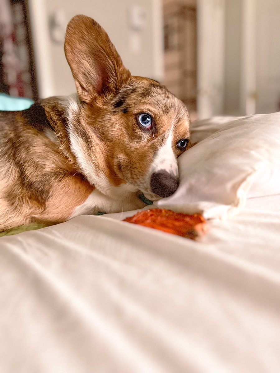 Picklesthecorgi's tweet photo. Spending this Saturday morning enjoying #SpeakNowTaylorsVersion 
What’s everyone else’s Saturday plans? 
#corgi https://t.co/iWoR2L0ejR