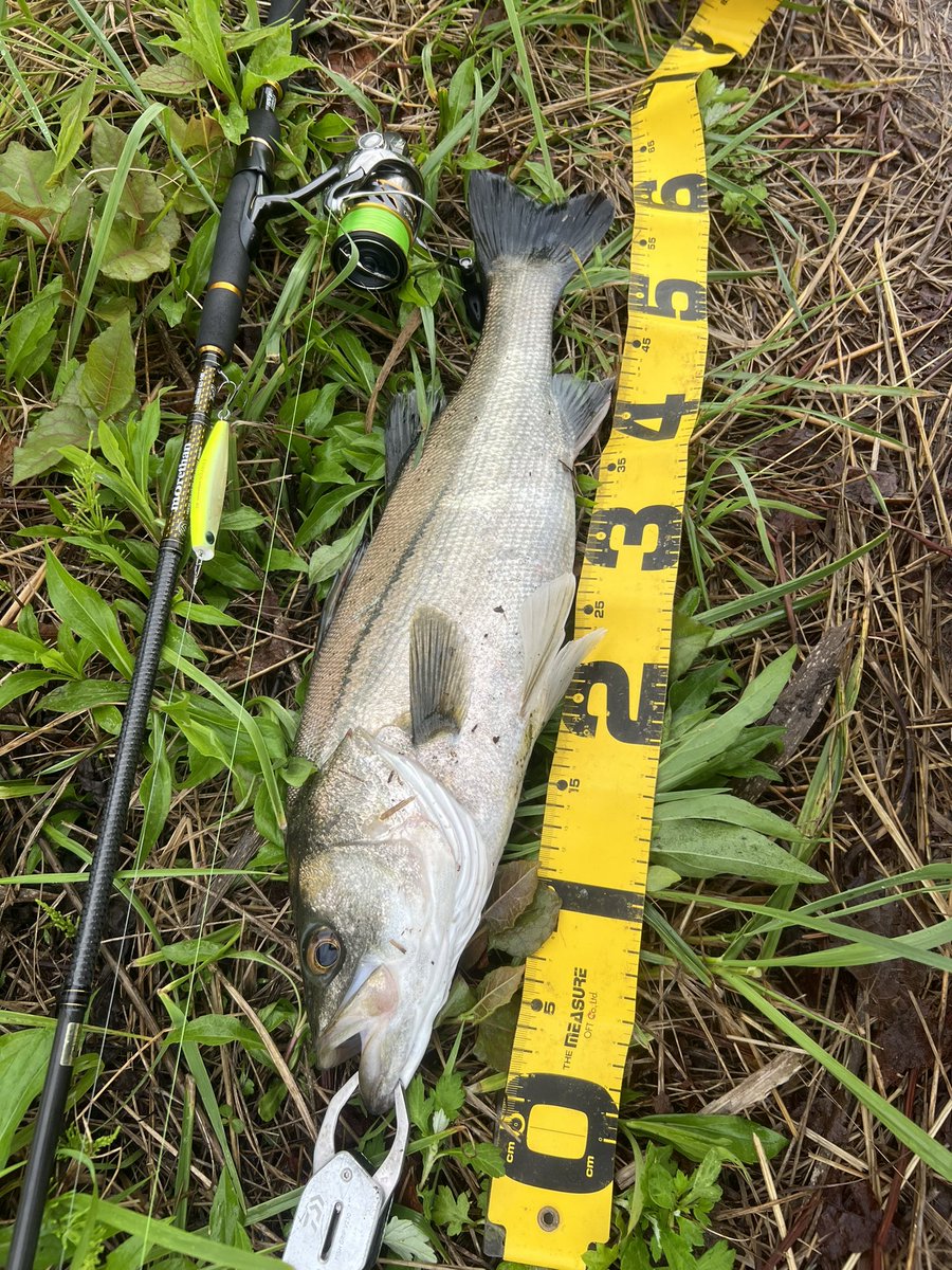 fishing148452's tweet photo. 今日は久々雨の恩恵受けた☔️ https://t.co/CQc39cmvuE