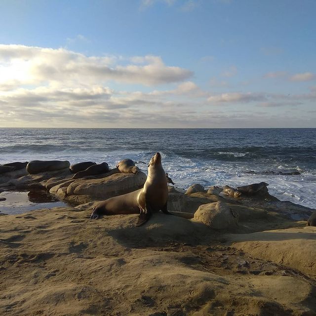 ramareddy_mma's tweet image. Earth is easily my favorite planet. 🌍❤️ #earthday #earthday2019 #lajolla #sealions #sealife #throwback