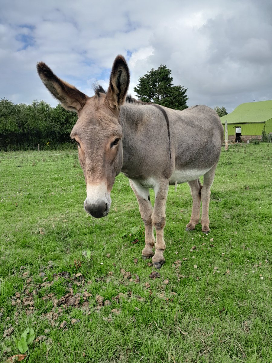 ThreePaddocks's tweet image. Summer suits Seanie.....