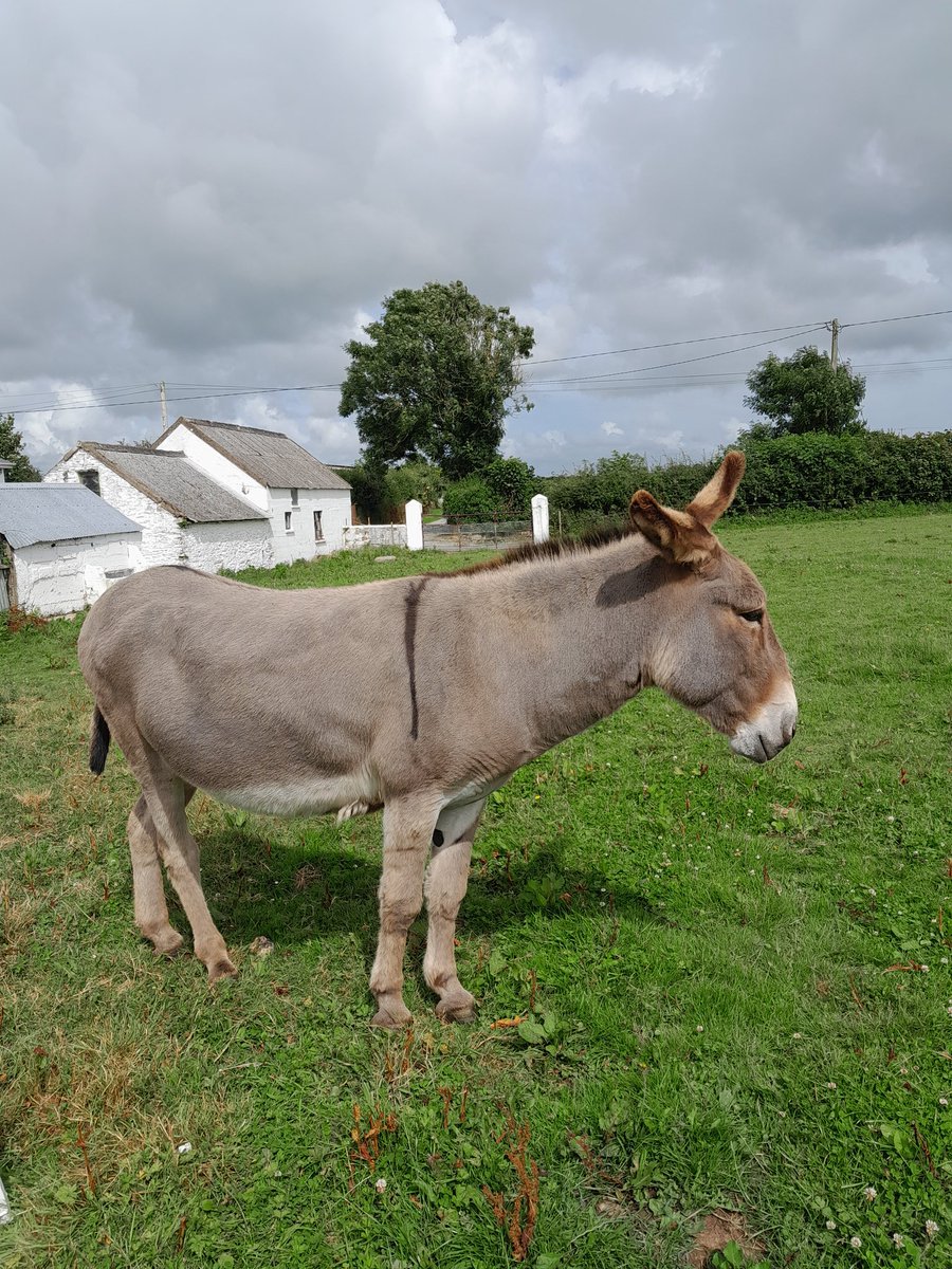 ThreePaddocks's tweet image. Summer suits Seanie.....