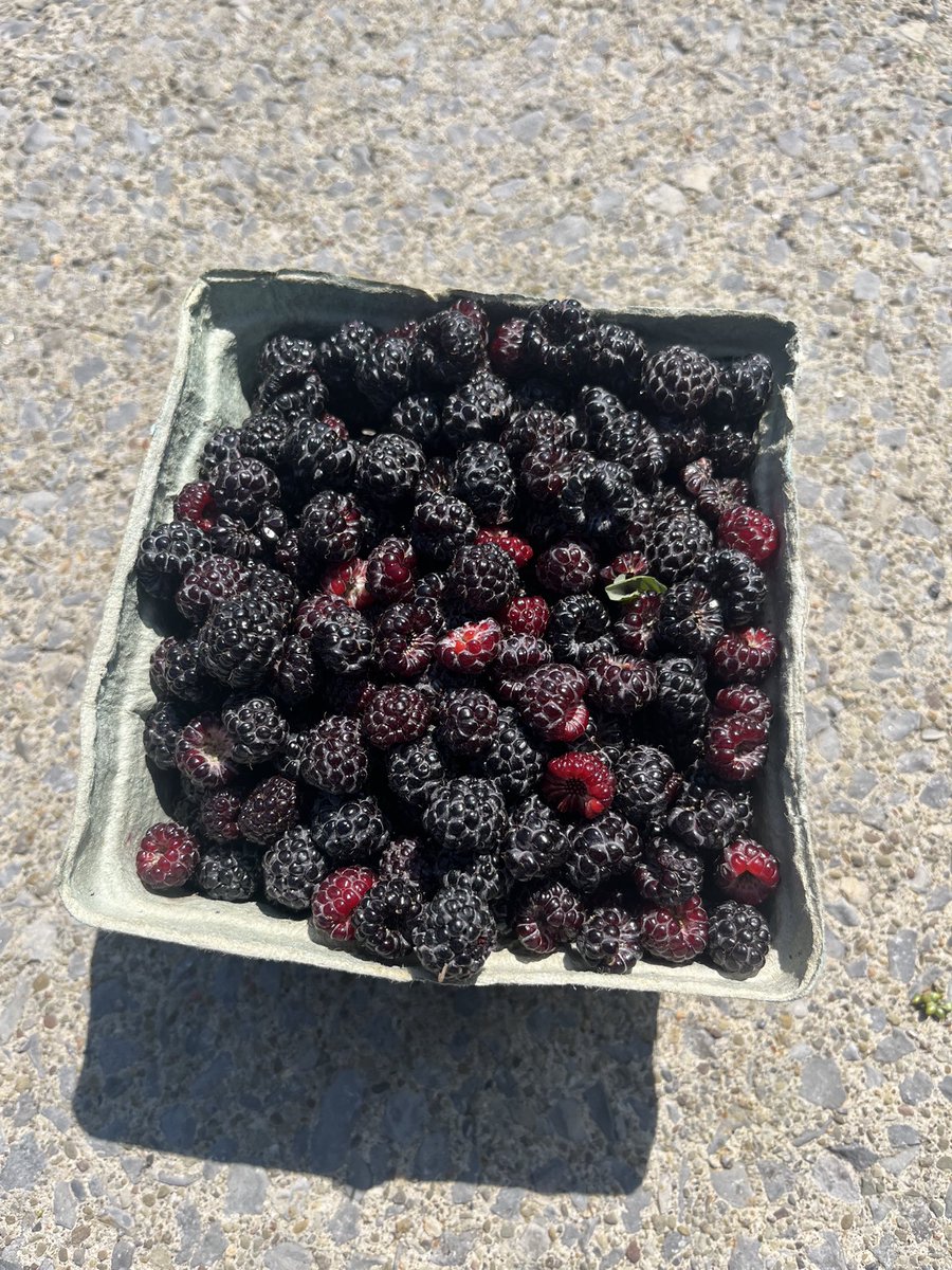 bennett_mca's tweet photo. The harvest bin is full of black raspberries along with turnips and greens! #community #schoolgardens https://t.co/gjeQWE1IaF