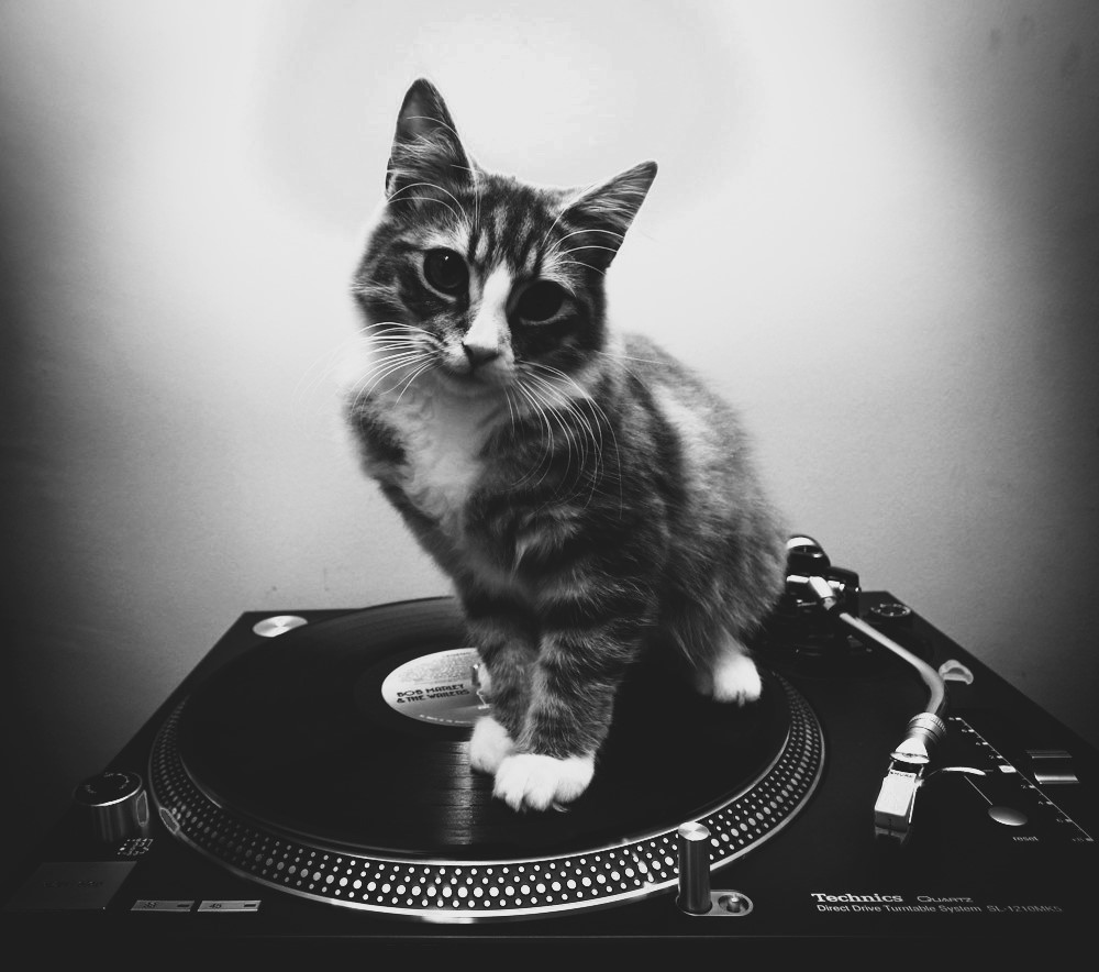“There are two means of refuge from the miseries of life: music and cats.” #AlbertSchweitzer 📸imgur
