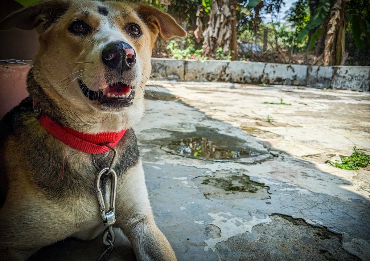 Karthik_Gowda_9's tweet image. 🐶❤️ This furry bundle of joy is not just a pet, but an inseparable part of my life. They bring so much love, laughter, and unconditional companionship. Life is just better with a dog by your side. 🥰🐾"#DogLove #FurryFamily #LifeWithADog