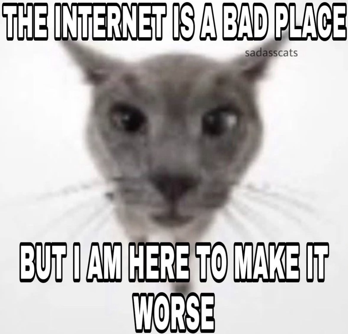 LiterallyMeCats tweet media