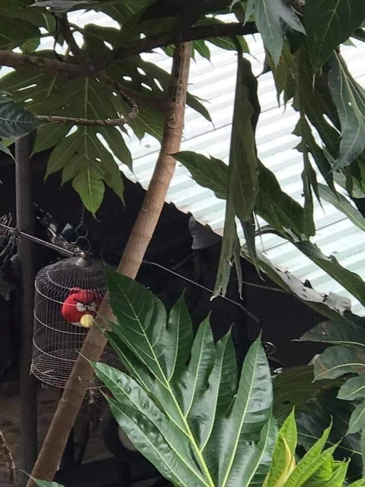 brusnos's tweet photo. minha avó ainda não percebeu que perdi o passarinho.. https://t.co/xRDb4vAfqb