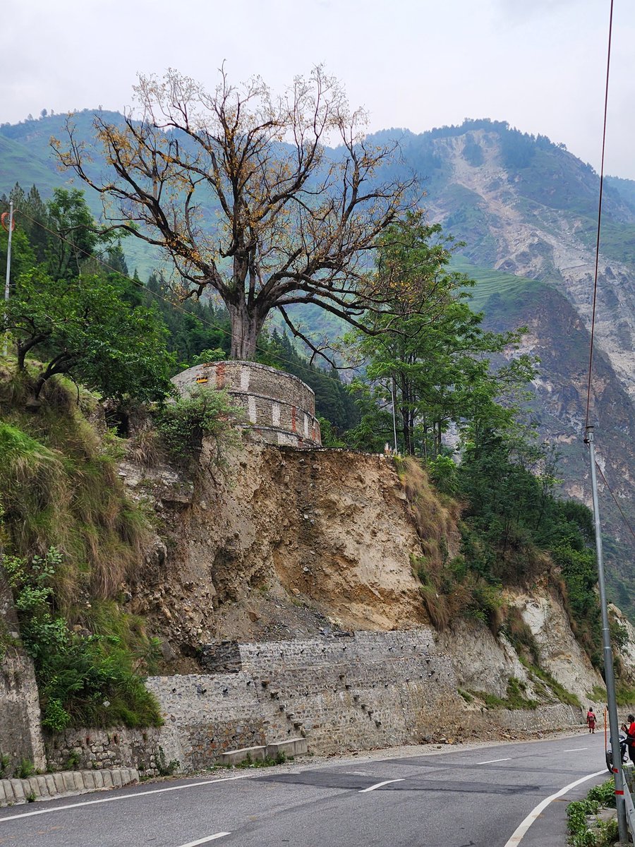 Mishralnm's tweet photo. Respect trees, save environment . This tree is about 20 feet above Road surface,protected by road engineers
Salute to #BorderRoadOrganization #Gref #BRO https://t.co/XM2EGAPn7e
