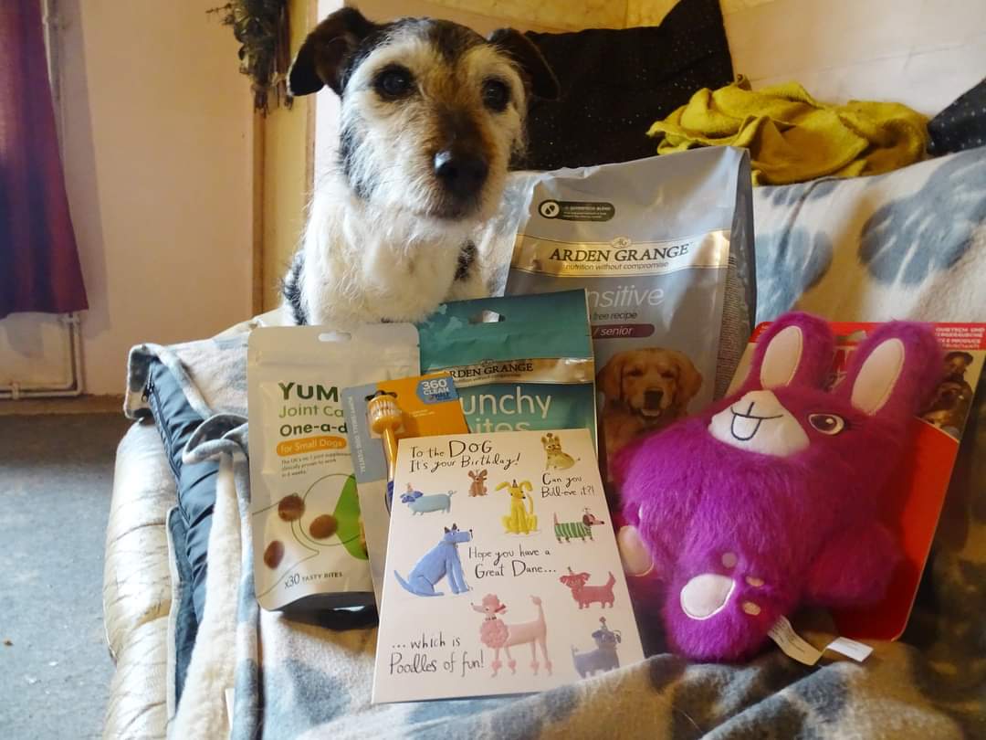 Celebrating birthday of Adorable Maisie 💓  

#mrbuddypetshop #ukdogs  #dogsofuk #unitedkingdom #BritishGP #petshopuk #ardengrange #kongdogtoys