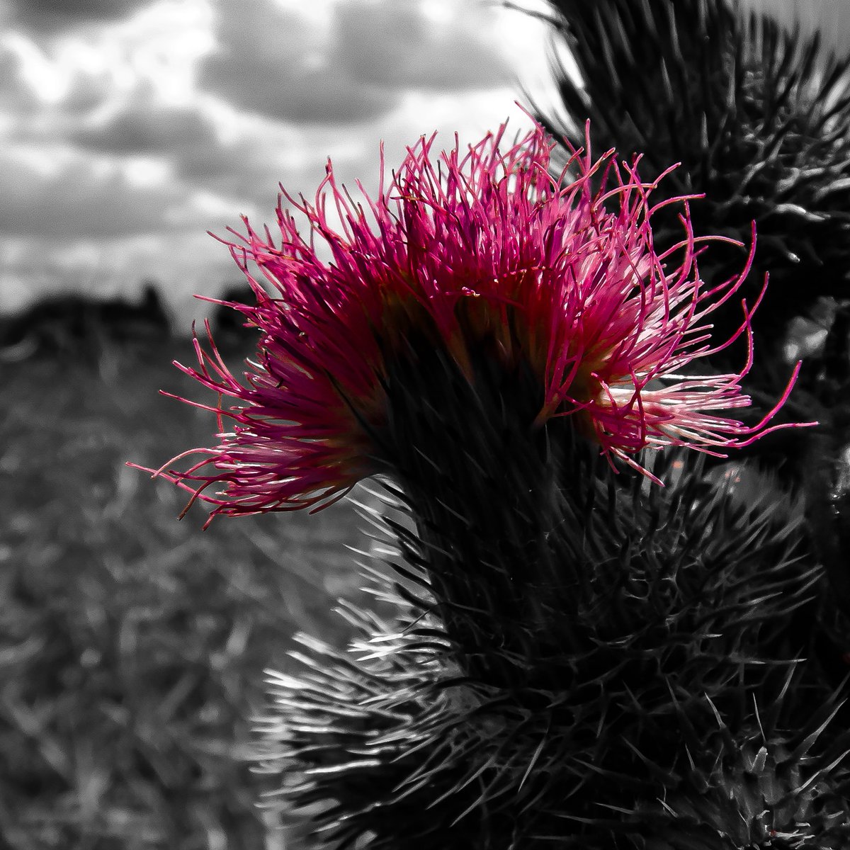LaDaemonia's tweet photo. 〰️🪻〰️
Nature has #funnybones.
#Fotografie #fotografia #photography #splashfilter #bwphotography #schwarzweissfotografie #blackandwhitephotography #schwarzweiß #blackandwhite #fieldphotography #wildblumen #wildflowers #makrofotografie #macrophotography #naturephotography https://t.co/KXi0Ul2CLe
