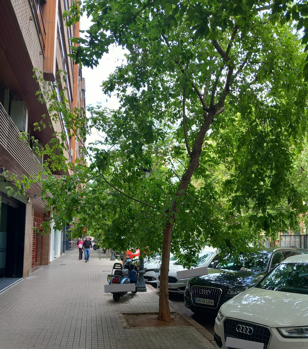 arbopalm's tweet photo. Los árboles crecen. Es lo que se espera de ellos. En el camino ocupan espacio circundante que en urbano tiene usos diversos: accesibilidad, edificaciones... Es por ello que son necesarios los trabajos de poda, pero ejecutemoslos con moderación y buen juicio.
#Estandard Europeo https://t.co/xhmlk21Cxr