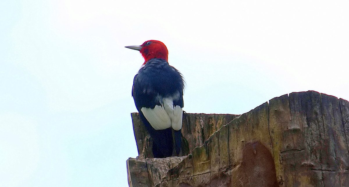 First decent shot I've managed to get of these beautiful birds. So striking, wish they were more common in DFW
Red-headed Woodpecker (Melanerpes erythrocephalus)
kapturedbykala.com
#woodpeckers #NaturePhotography #Lifer #birding #RareBirdSighting #RedheadedWoodpecker